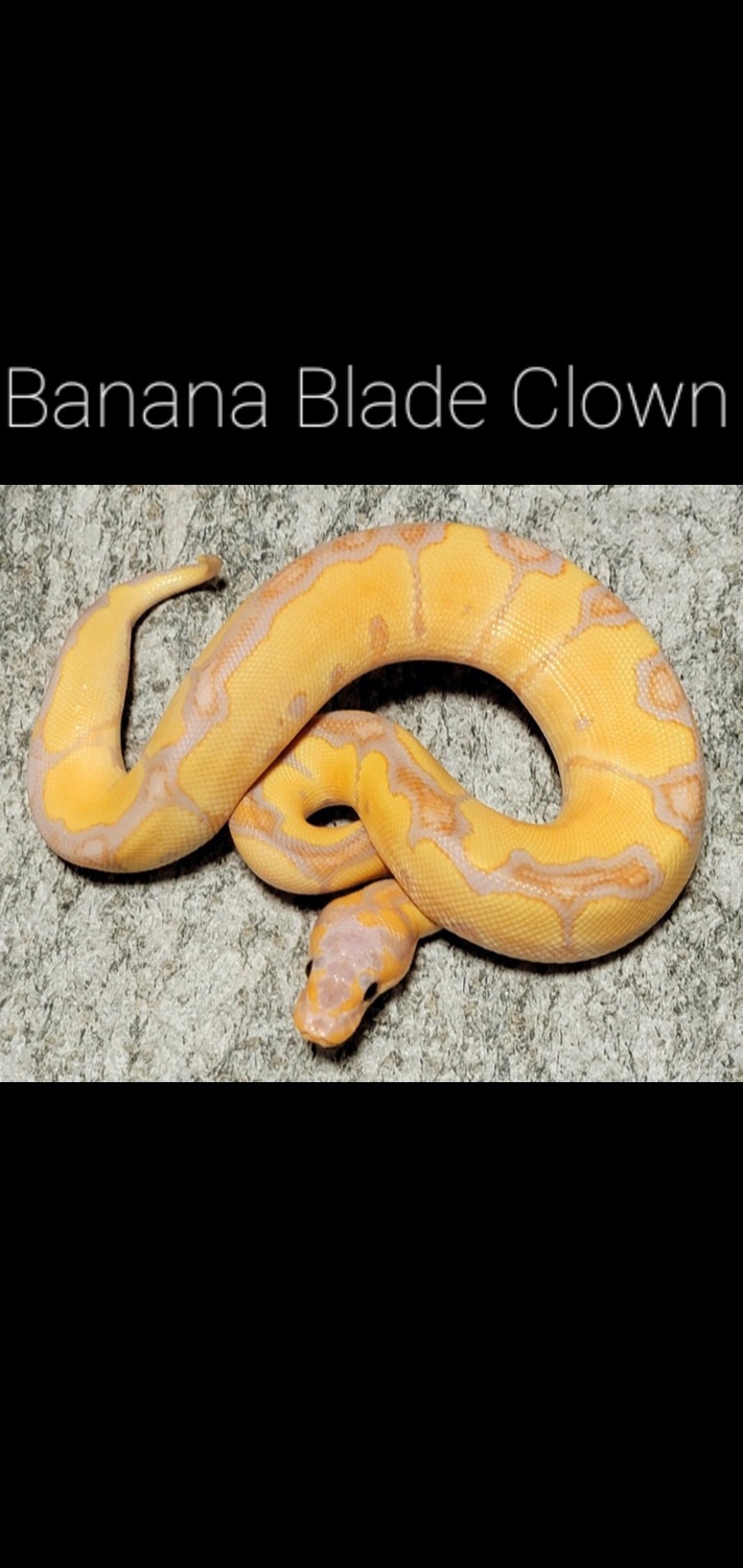 Banana Blade Clown Ball Python by Hershey Exotics MorphMarket