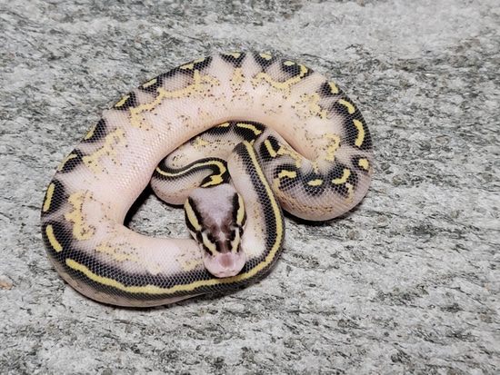 Hershey Python Pastel Surge Freeway Ball Python by Hershey Exotics