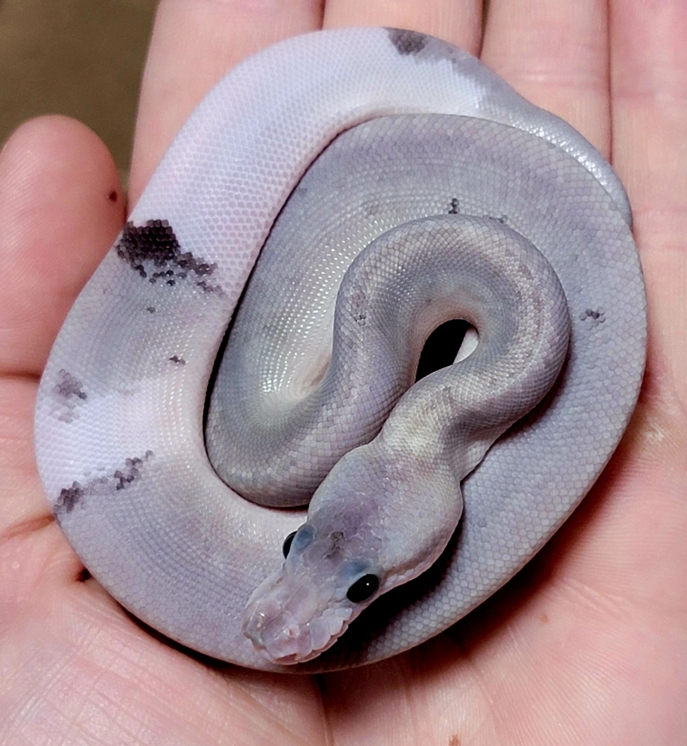 Urban Camo Het Ghost Ball Python by Hershey Exotics - MorphMarket