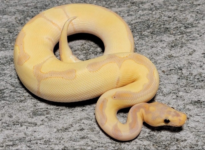 Banana Blade Clown Ball Python by Hershey Exotics MorphMarket