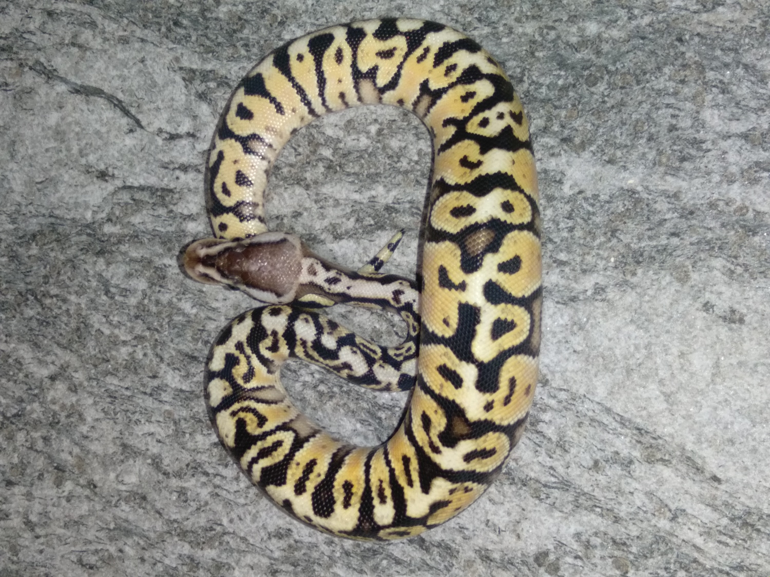 Inferno Ball Python by Hershey Exotics - MorphMarket