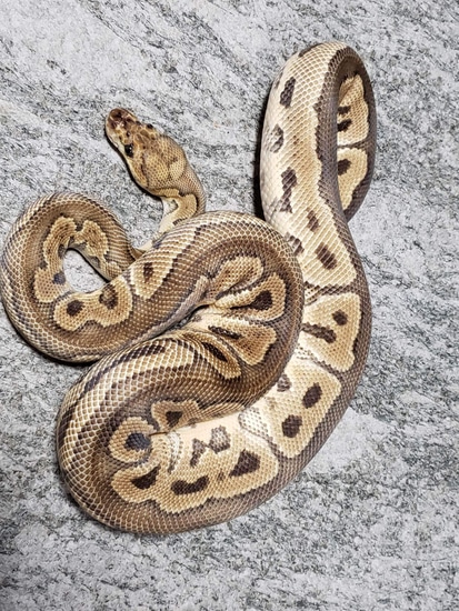 Hershey Python Clown Ball Python by Hershey Exotics