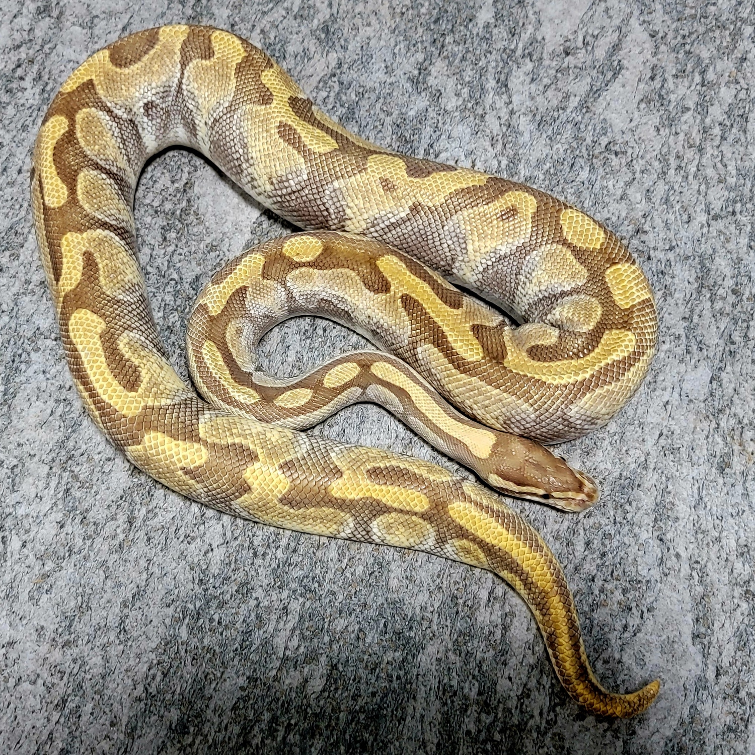 Enchi Lesser Ball Python by Hershey Exotics - MorphMarket