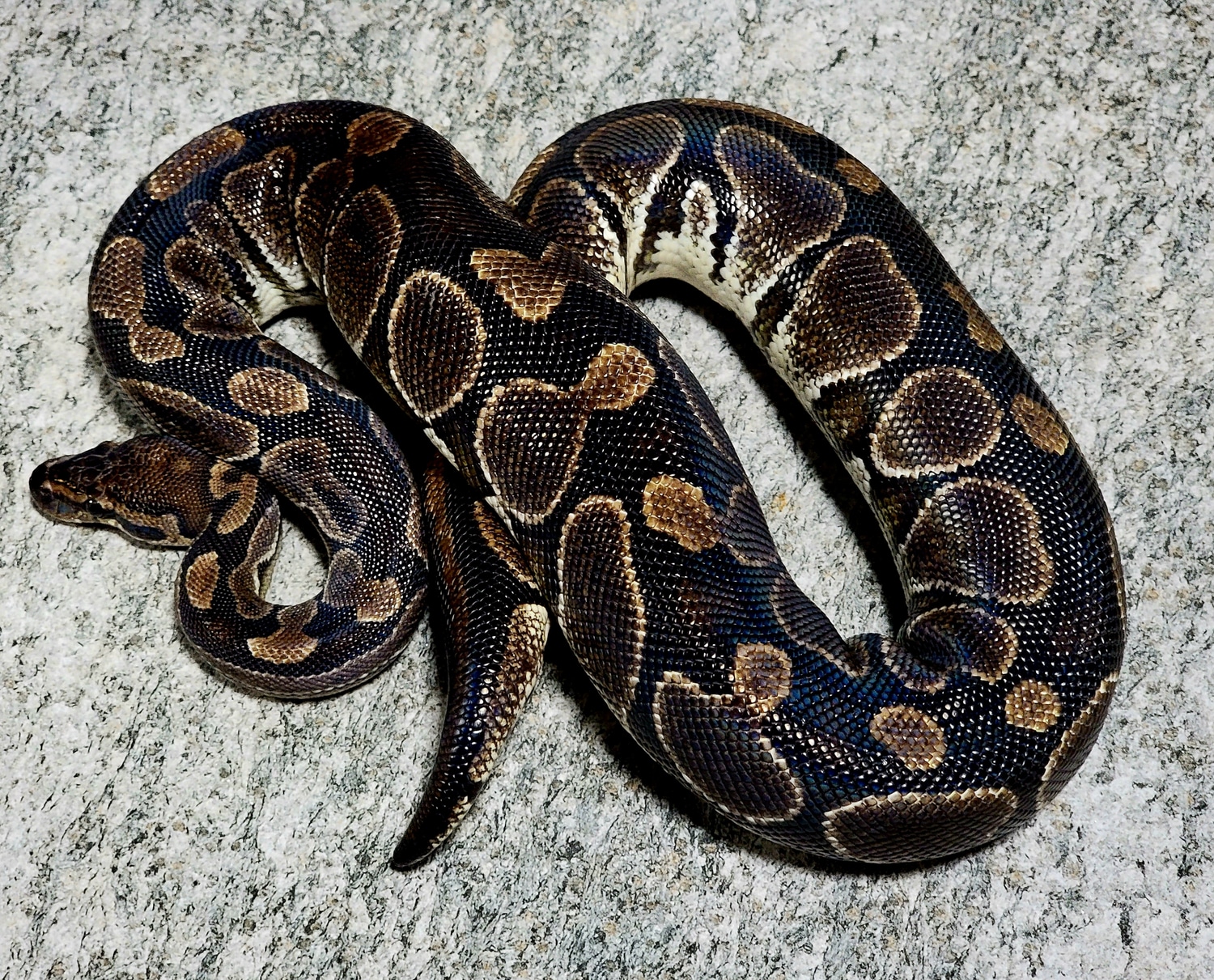 Black Axanthic Ball Python by Hershey Exotics - MorphMarket