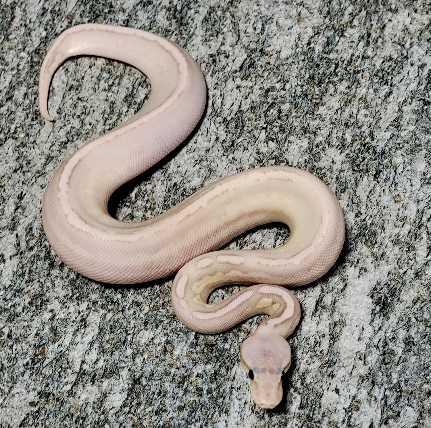 Hershey Python Pewter Banana Sandblast 50% Het Pied Ball Python by Hershey Exotics ...
