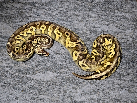 Hershey Python Pastel Surge Yellowbelly Ball Python by Hershey Exotics