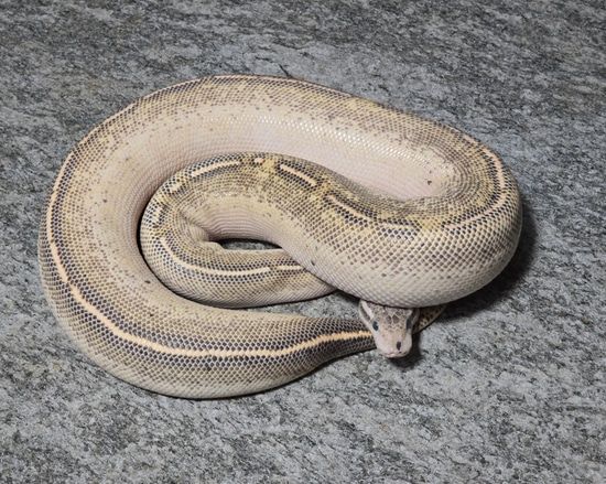Hershey Python Black Pewter Freeway Ball Python by Hershey Exotics