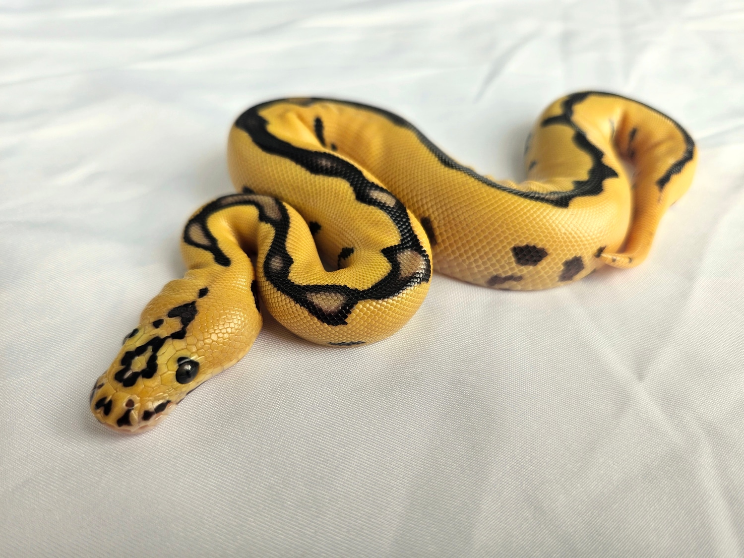 Pastel Enchi Leopard Clown Pos Spotnose Ball Python by HetsAndTails