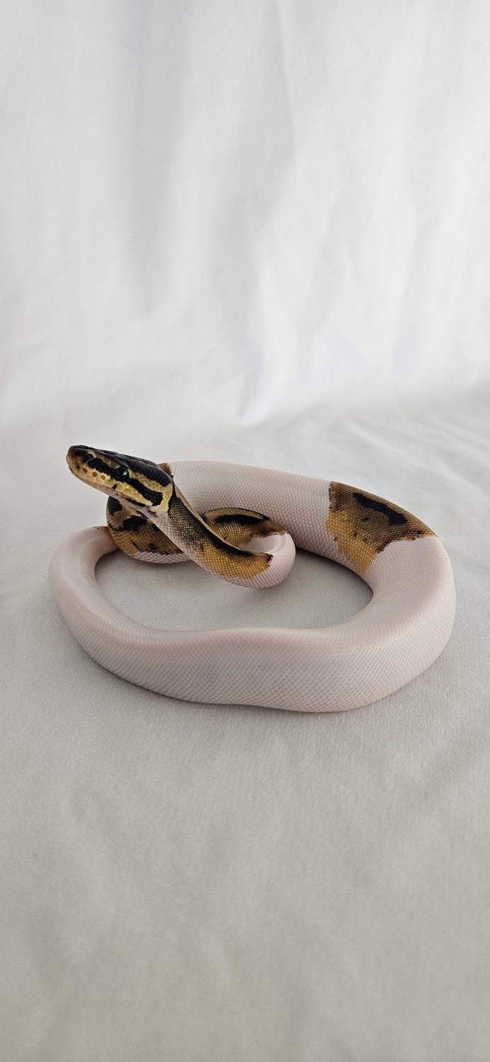Piebald 50% Het Axanthic VPI (Jack O' Lantern Smiley)) Ball Python by ...