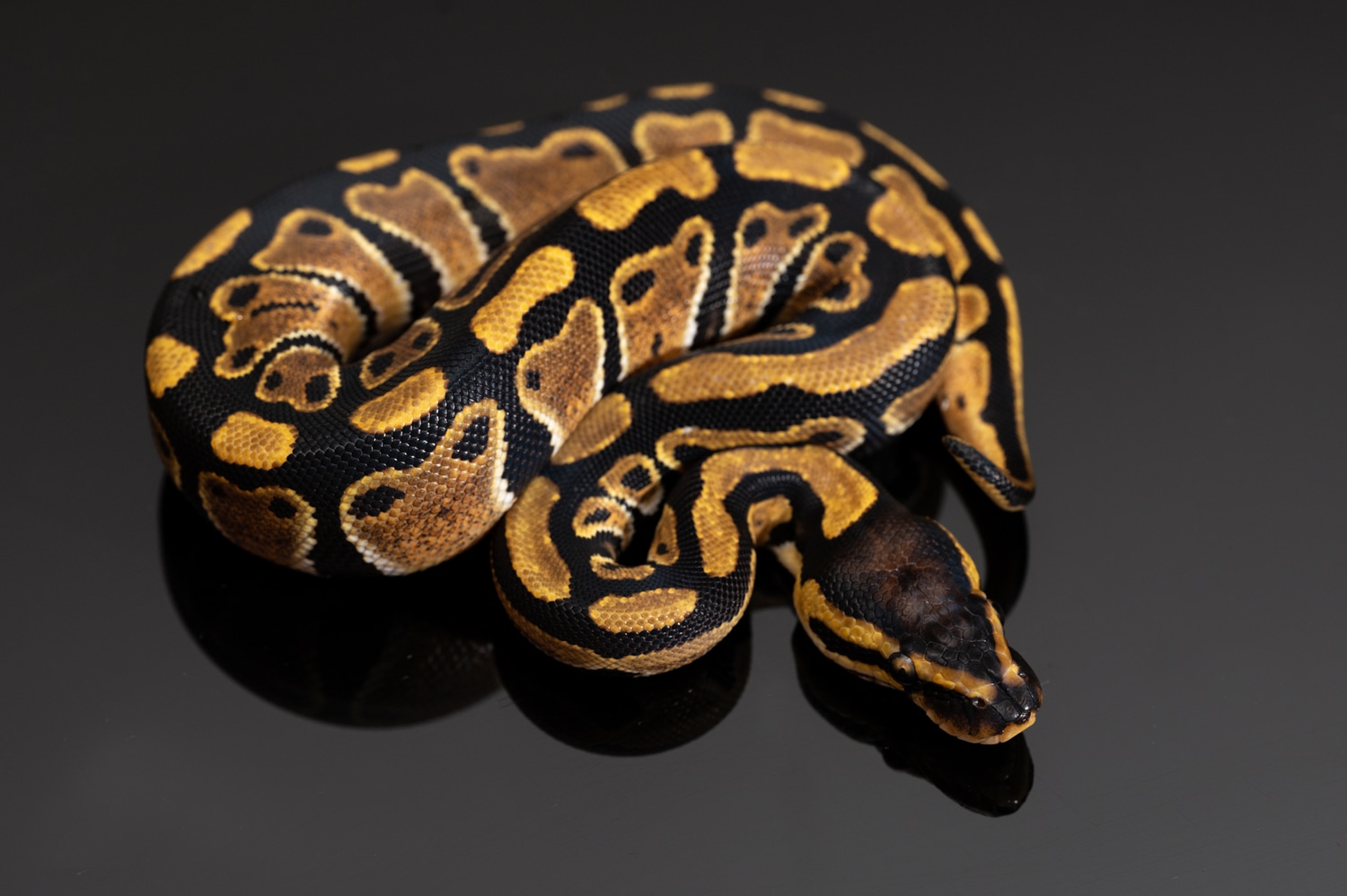 Granite Red Stripe Het Clown Ball Python by Auletto Reptiles - MorphMarket