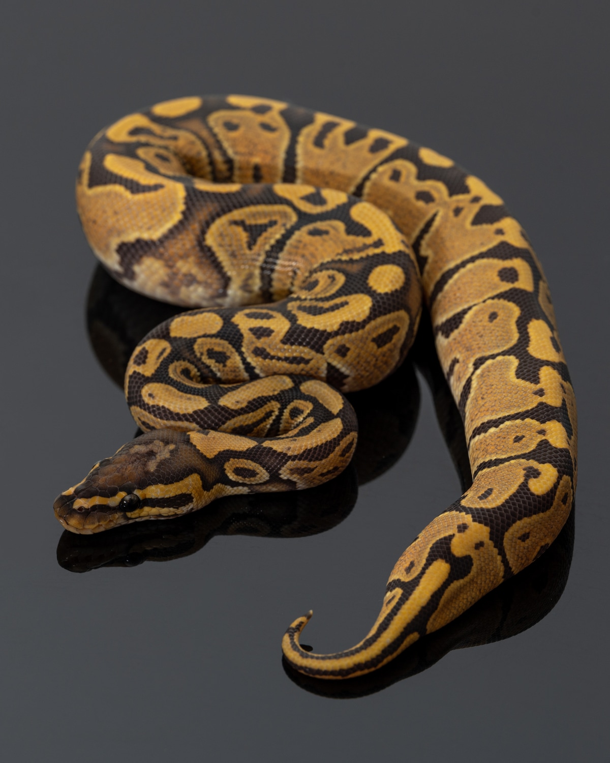 Granite Hypo 100% Het Pied Ball Python by Auletto Reptiles - MorphMarket