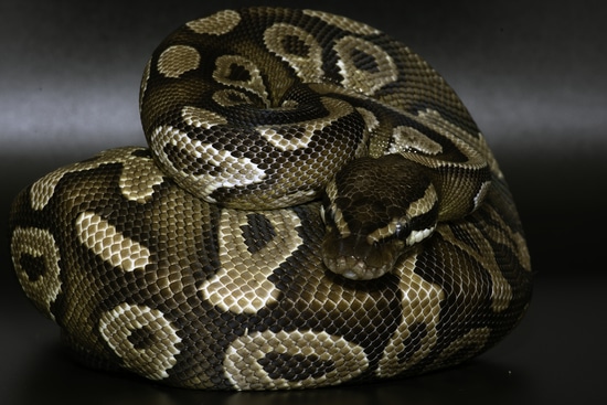 Mojave Royal Python Ball Python by Hexotics.UK