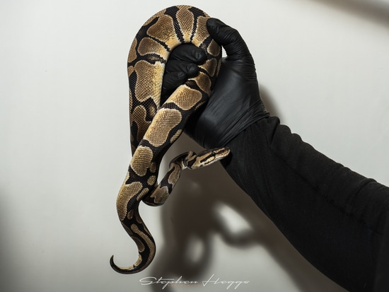Wild Type Het Clown - Royal Python Ball Python by Hexotics.UK