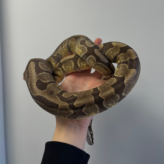 Super Enchi Ball Python by Royal Python's Cove LLC