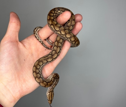 Royal Python's Cove LLC - MorphMarket