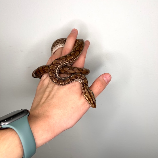 Baby Male Colombian Rainbow Boa by Royal Python's Cove LLC