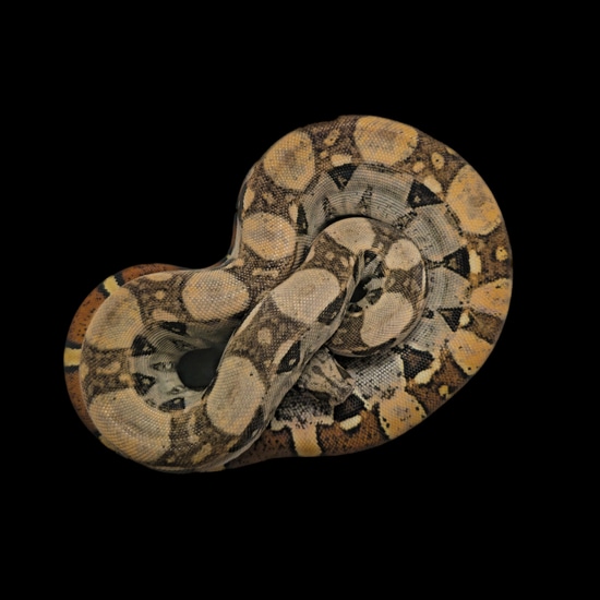 Jungle BCI Boa Constrictor by Royal Python's Cove LLC