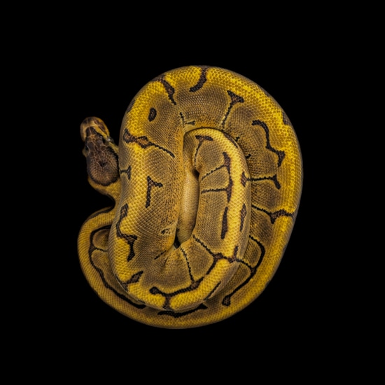 Enchi Pinstripe Ball Python by Royal Python's Cove LLC