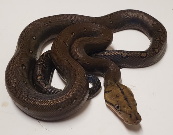 25% Superdwarf Kalaotoa Goldenchild Het Anery Poss Het Purple Albino ...