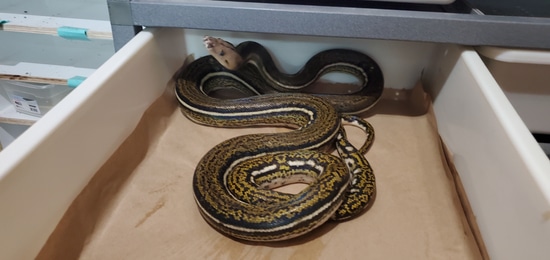 Tiger Anthrax Reticulated Python by Precision Reptiles
