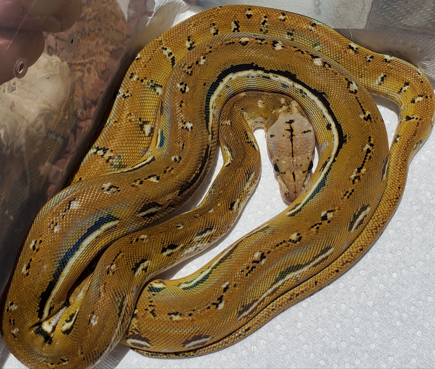 Platinum Anthrax Reticulated Python by Precision Reptiles - MorphMarket