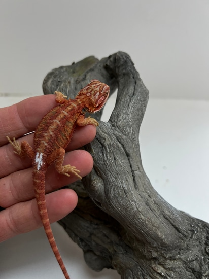 Red Citrus Hypo Trans Cross Central Bearded Dragon by High Desert Dragons