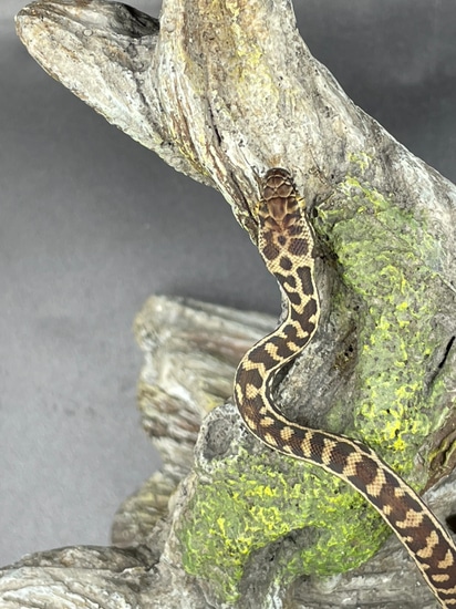 Western Stimson's Python by High Desert Geckos Exotic Pets & Supplies