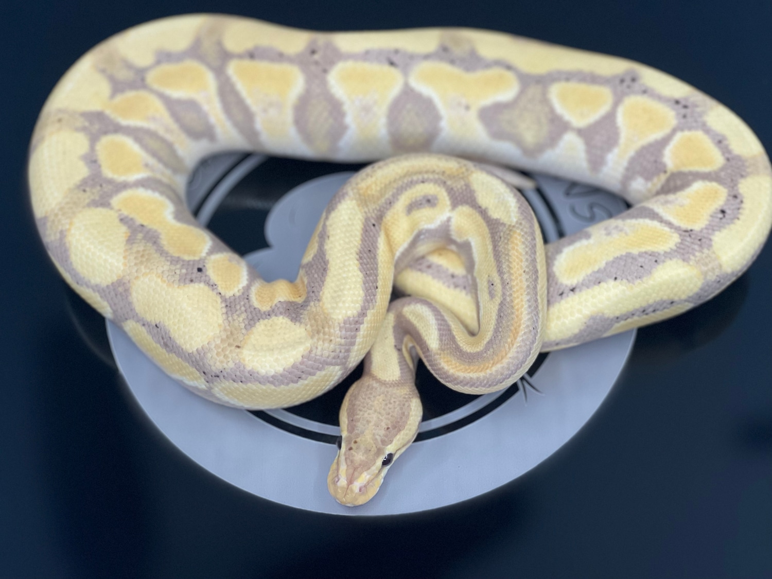 Banana Puzzle *FREE SHIPPING* Ball Python by High Desert Pythons ...