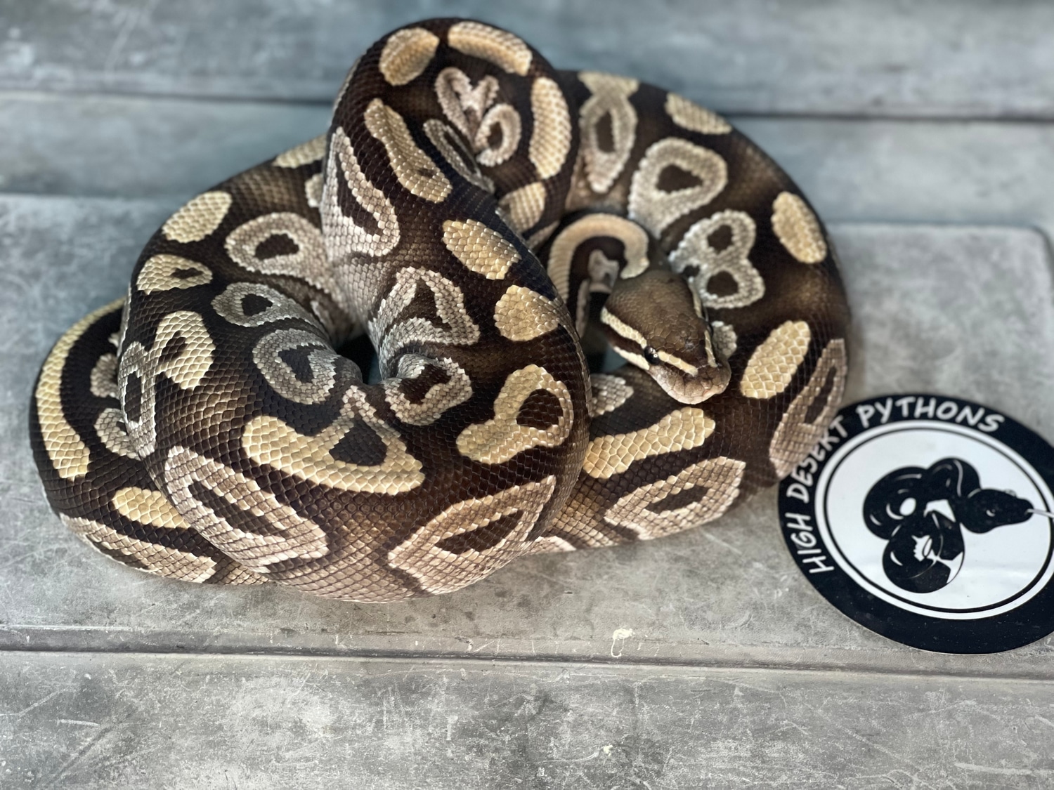 Mojave *FREE SHIPPING* Ball Python by High Desert Pythons - MorphMarket
