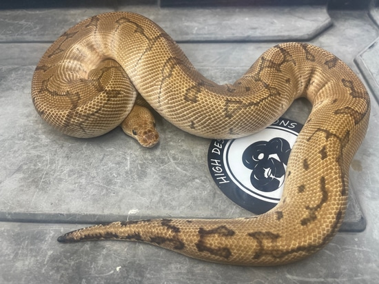 Pinstripe Clown Double Het Desert Ghost Genetic Stripe Ball Python by ...