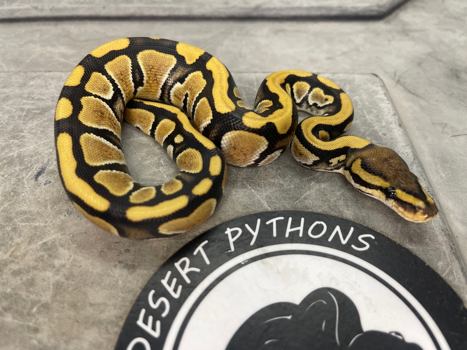 Desert Ghost Double Het Genetic Stripe Clown Ball Python by High Desert ...