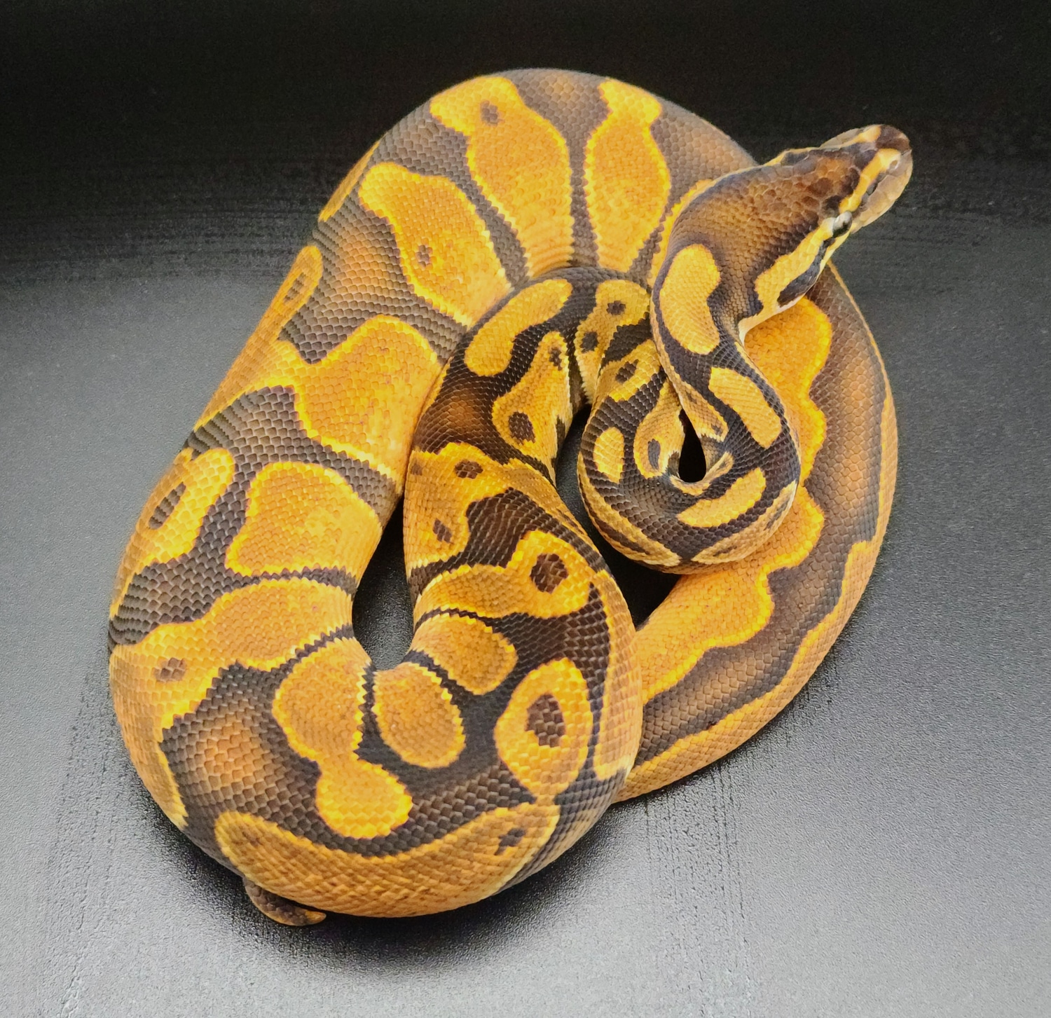 Cinnamon Enchi 100% Het Piebald Ball Python by High Desert Serpents ...