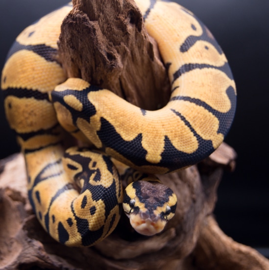Genex Ball Python YB Het Pied Pos GeneX Ball Python by High Desert Serpents