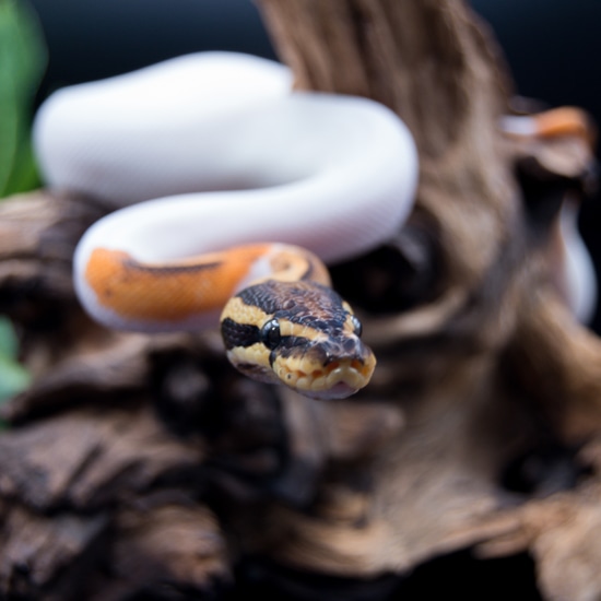 Genex Ball Python Yellow Belly Piebald Poss GeneX Ball Python by High Desert Serpents