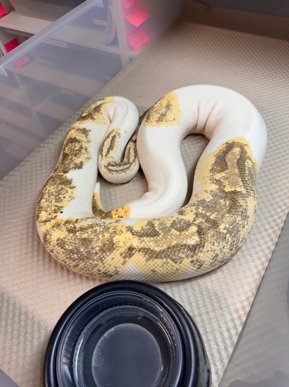 Enchi Fire GeneX Piebald Ball Python by Highend-morphe