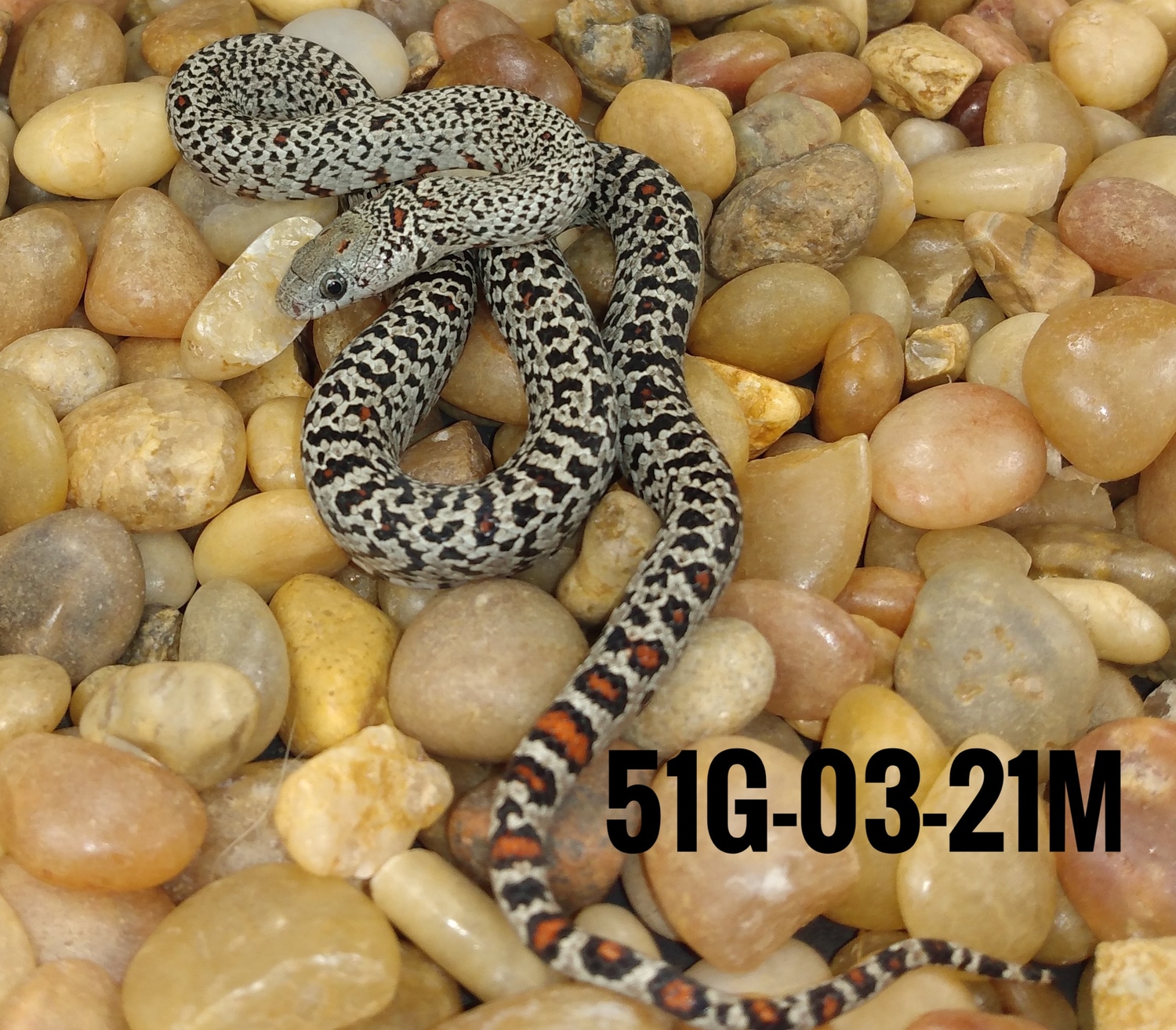 Ultragranite San Luis Potosi Kingsnake By Highland Herps Photo Inspiration