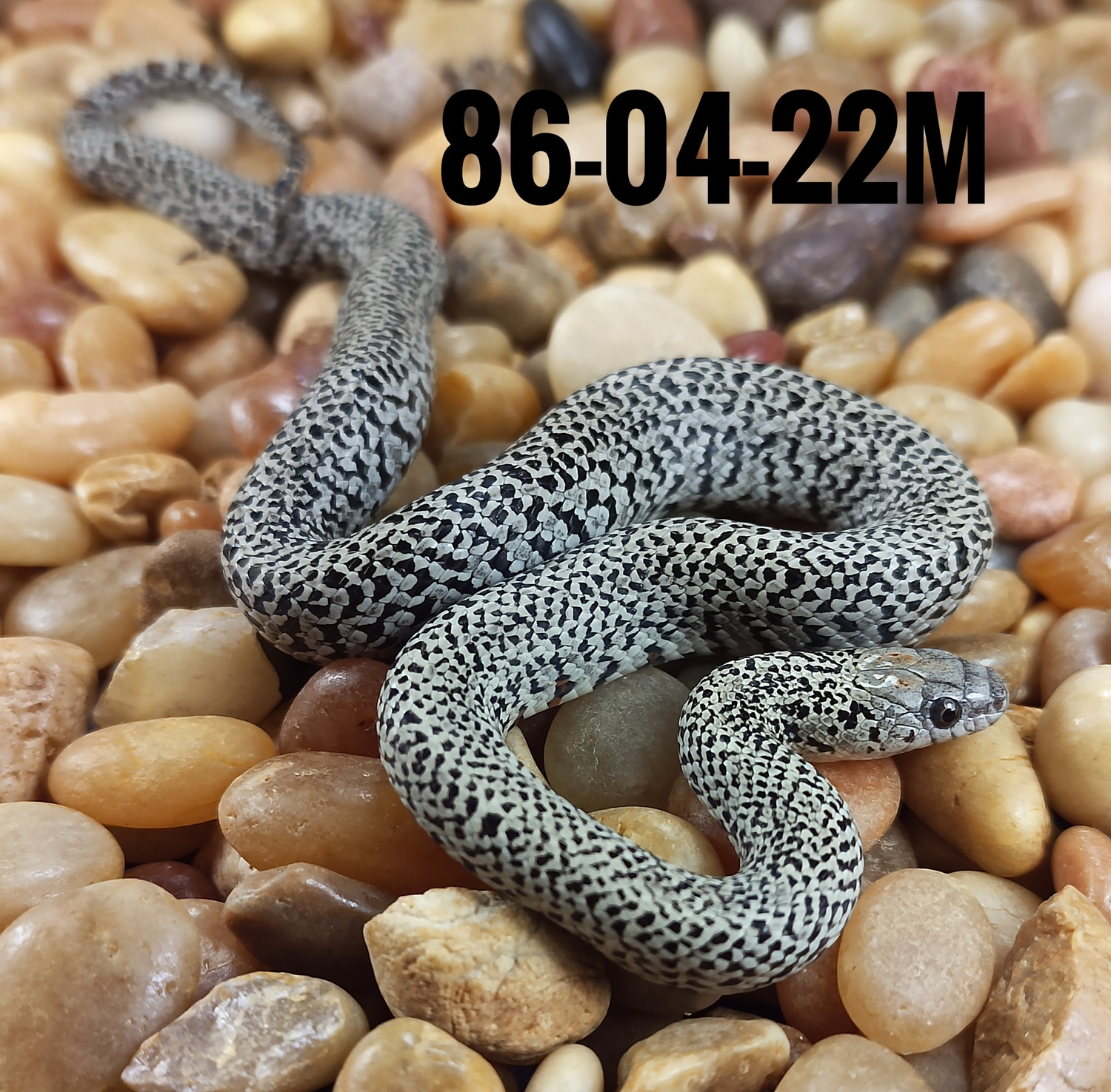 Curated visual reference: Juvenile Mouse Selection For Kingsnake Feeding Reference: Ultragranite San Luis Potosi Kingsnake By Highland Herps