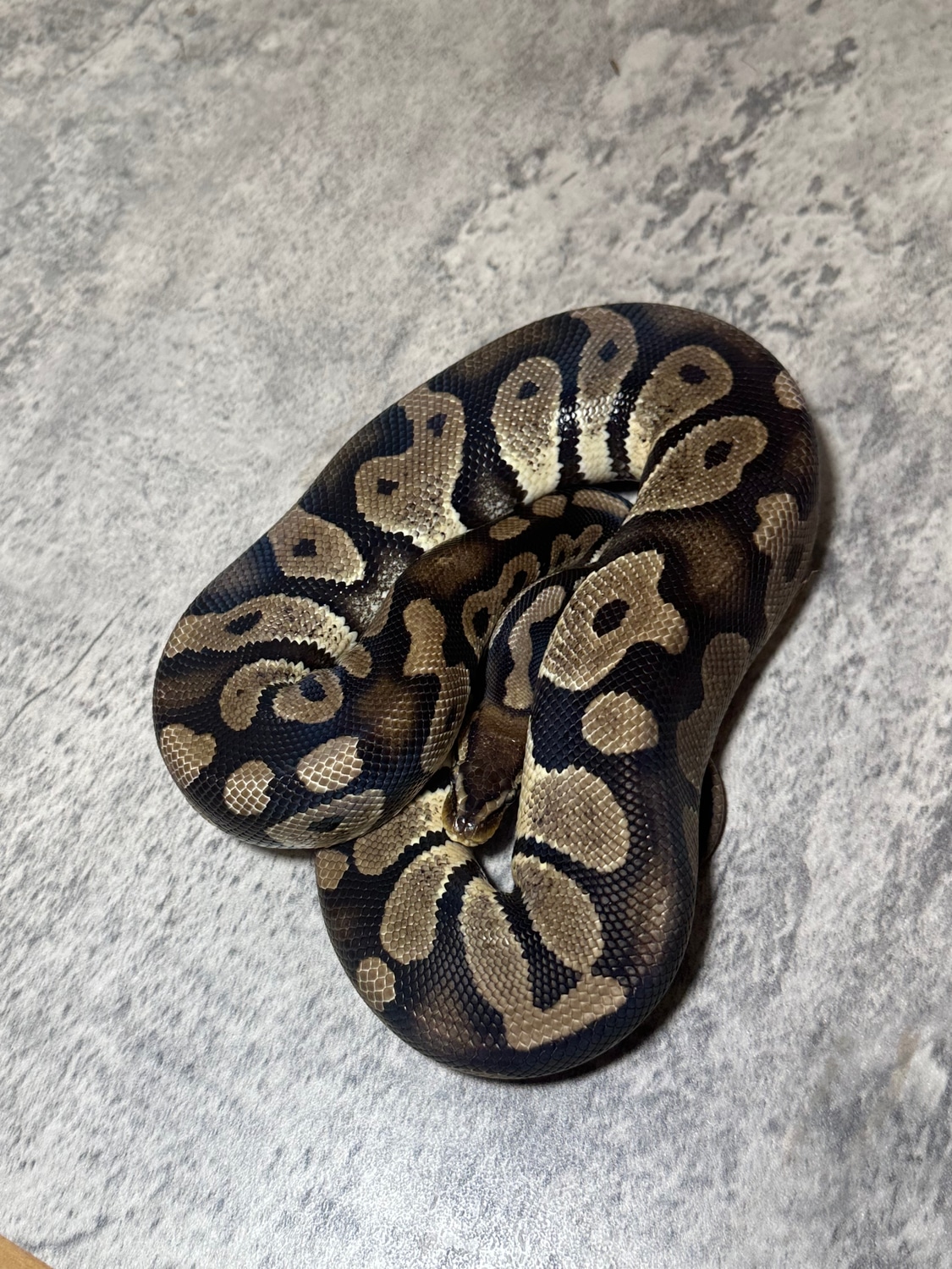 Pastel Chocolate Ball Python by Highland Exotics - MorphMarket