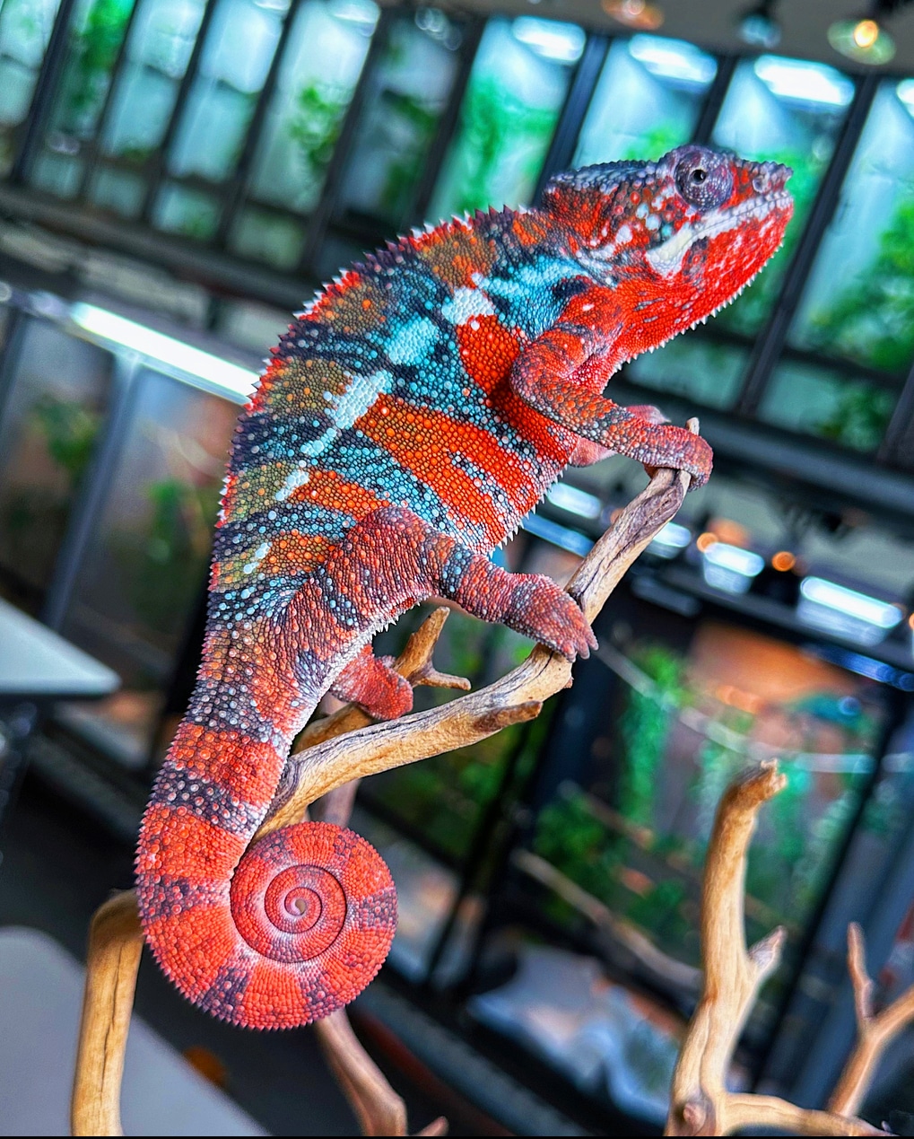 RBBB Ambilobe Panther Chameleon by Highlighter Chameleons MorphMarket