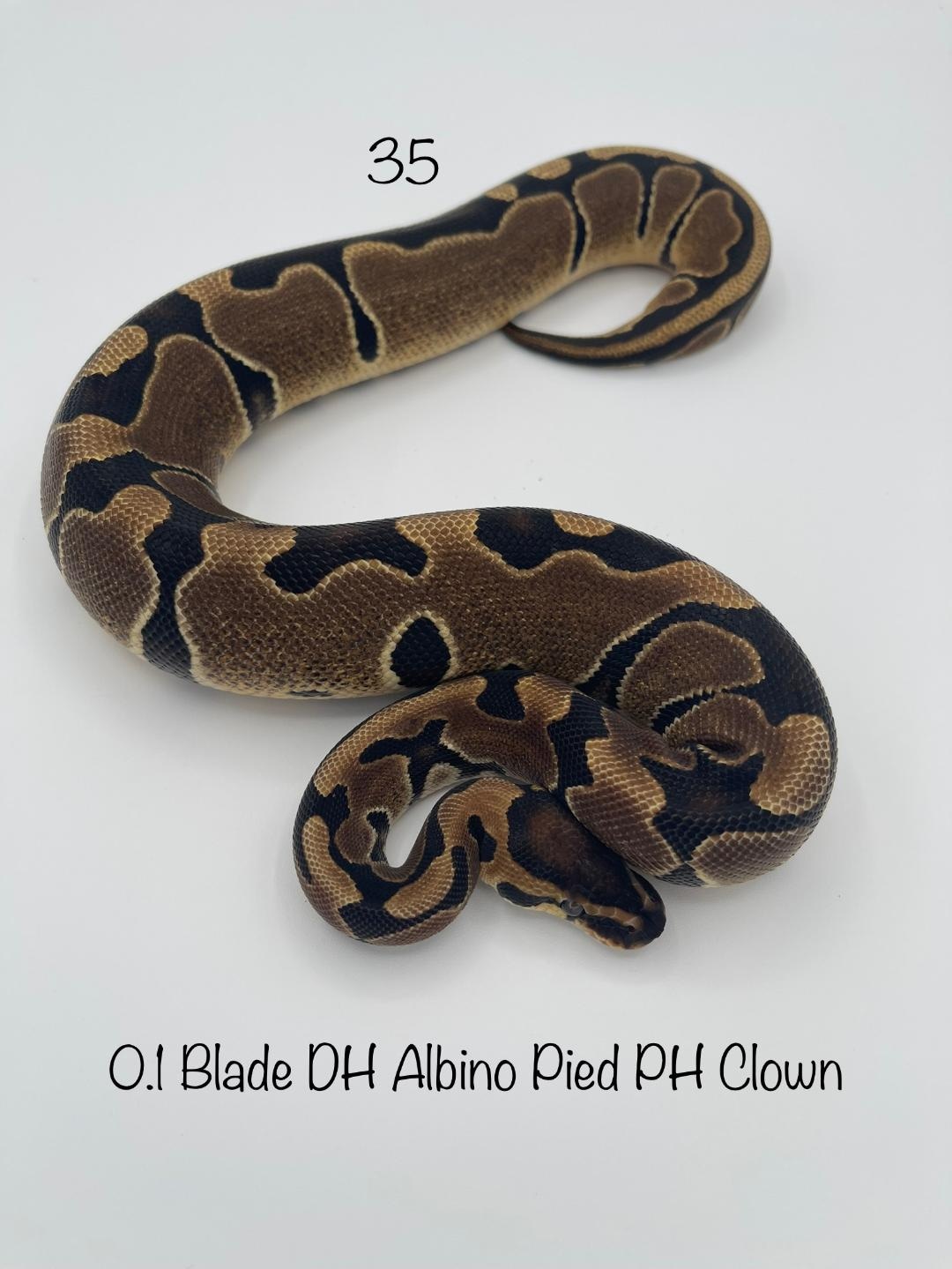 Blade DH Albino Pied PH Clown Ball Python by High Scale Reptiles ...