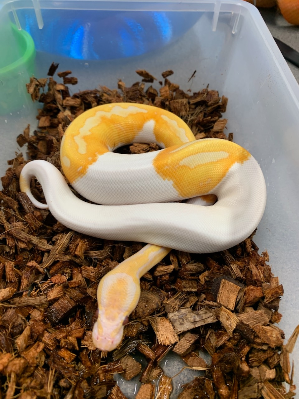 Dreamsicle Ball Python by Gigi's Serpents - MorphMarket