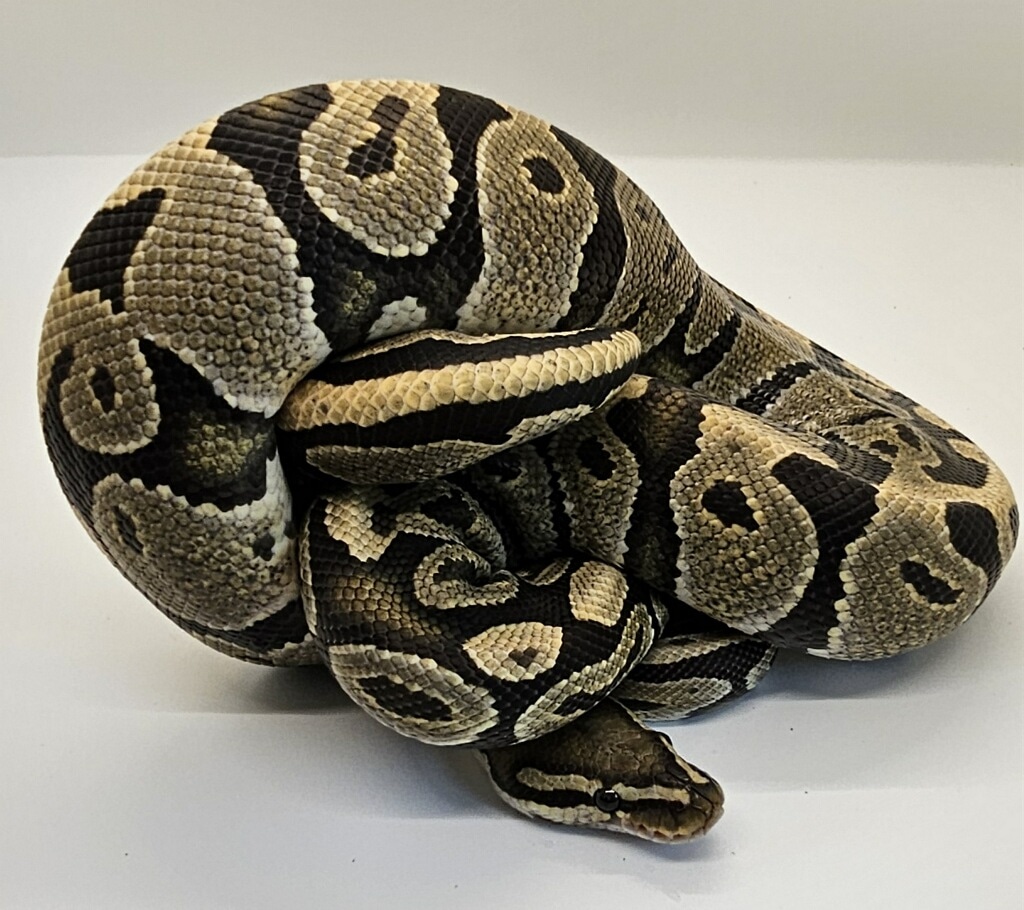 Hypo Ball Python by Gigi's Serpents MorphMarket