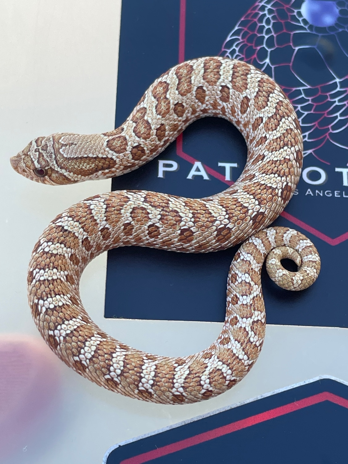 Greenline Toffee Western Hognose by Patriot Hognose MorphMarket