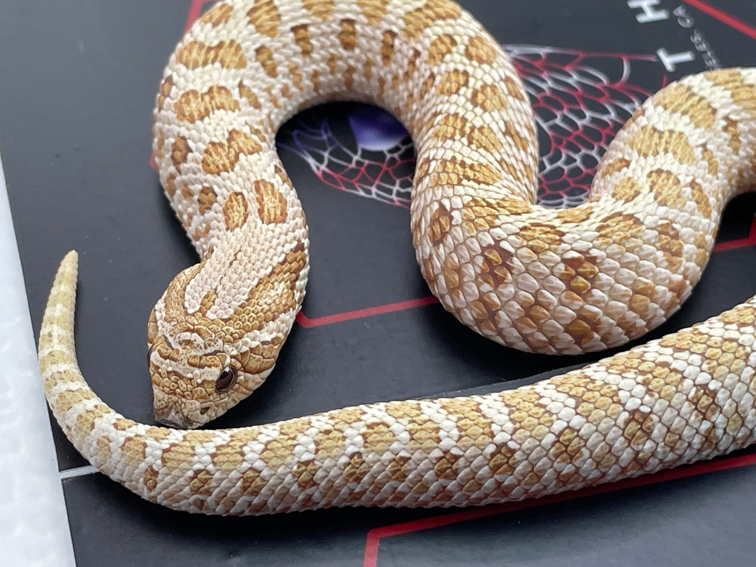 Greenline Toffee Western Hognose by Patriot Hognose MorphMarket