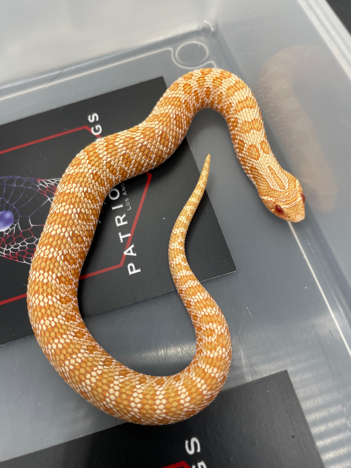 Albino Het Lavender Western Hognose by Patriot Hognose MorphMarket