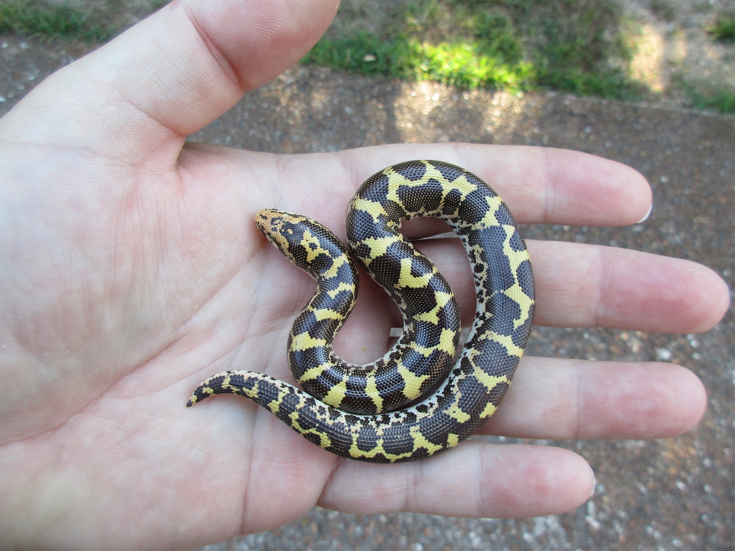 Egyptian Sand Boa Kenyan Sand Boa by Hill's Herps MorphMarket