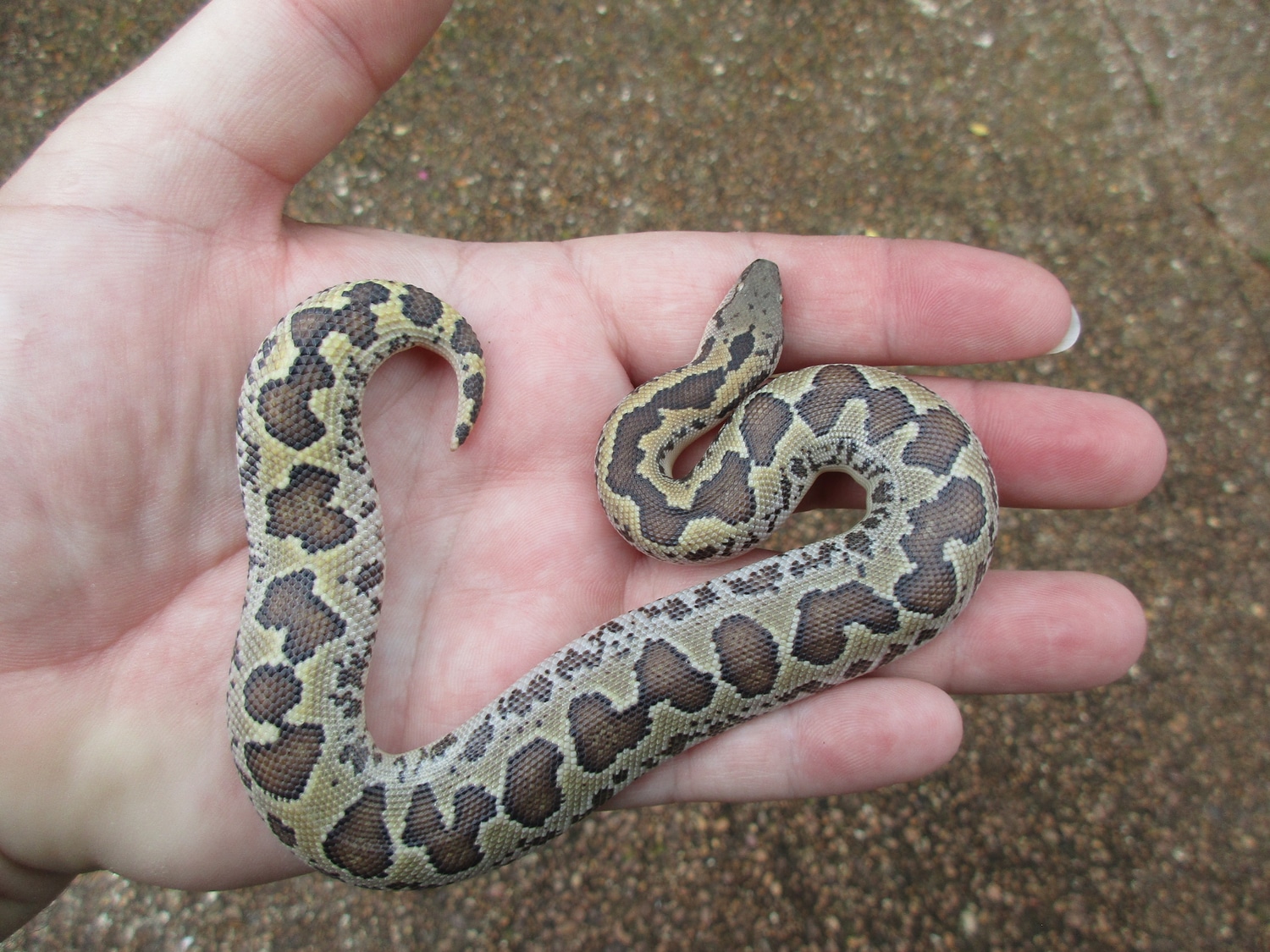 Roughscale Sand Boas RoughScaled Sand Boa by Hill's Herps MorphMarket