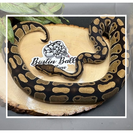 Het Lavender Het Clown Ball Python