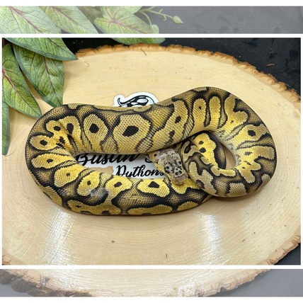 Pastel Clown Poss. Hypo Ball Python