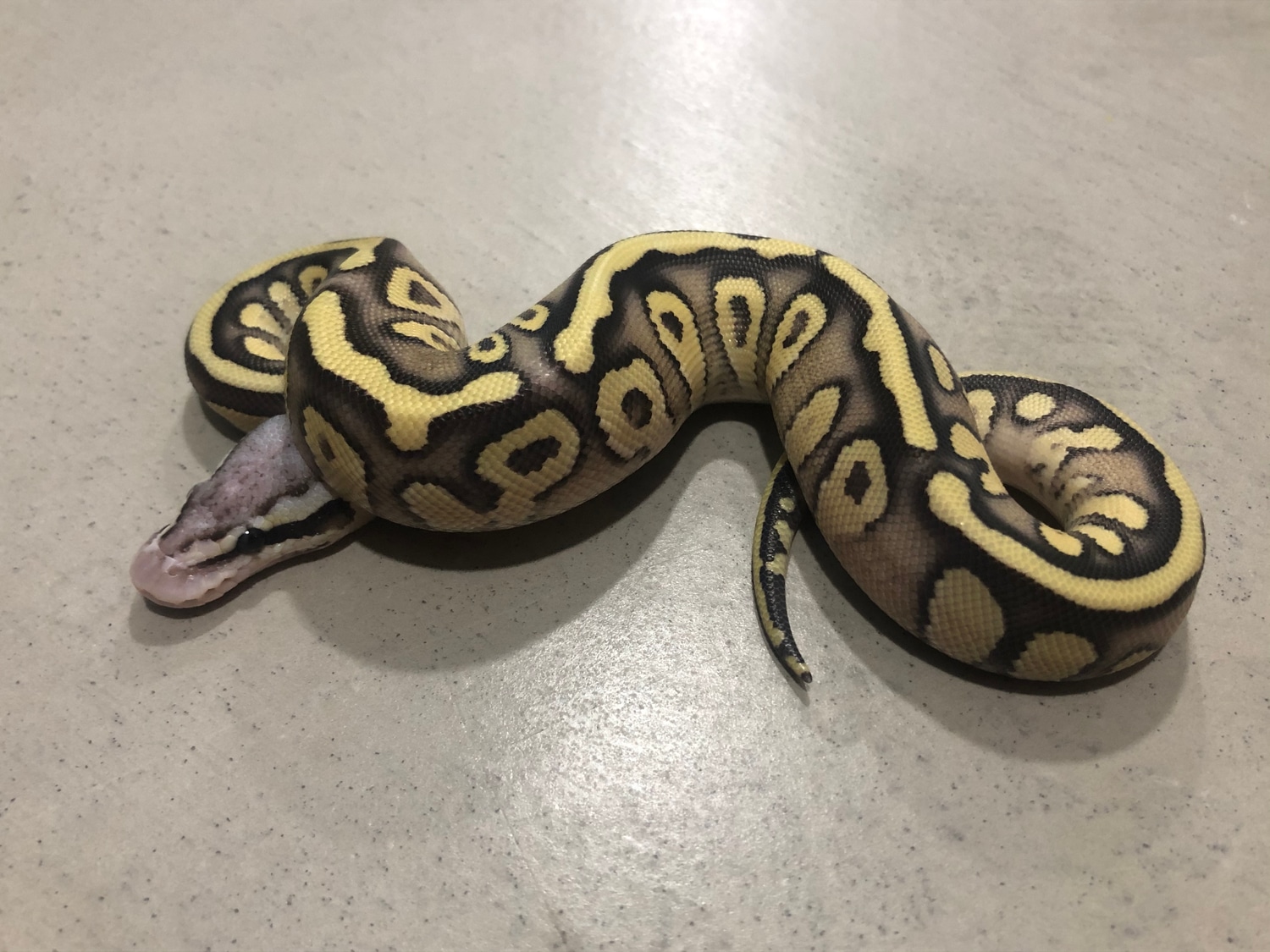 Mojave Pastel Fire Het Clown Ball Python by Super Fire Reptiles ...